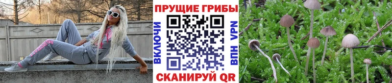 Купить закладки  Дмитровск  Псилоцибиновые грибы мухоморы 
